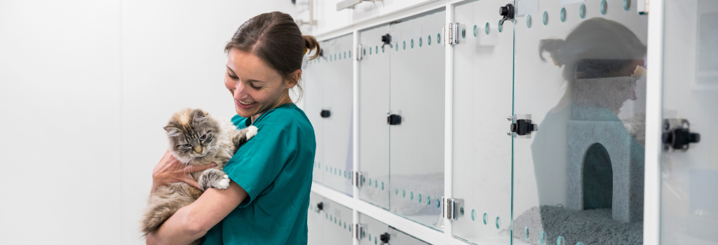 Cat being held in veterinary boarding area by technician