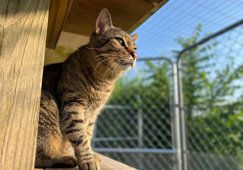 Cat sitting outside in fenced in boarding area