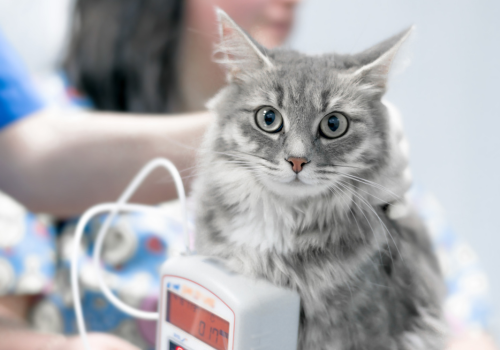 Cat at veterinarian having its blood pressure measured