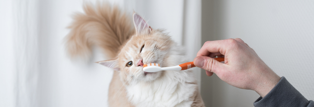 Cat having its teeth brushed