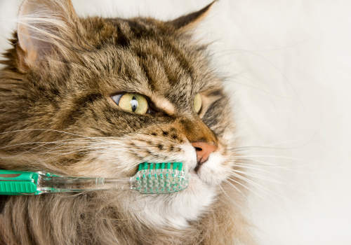 Angry cat having its teeth brushed