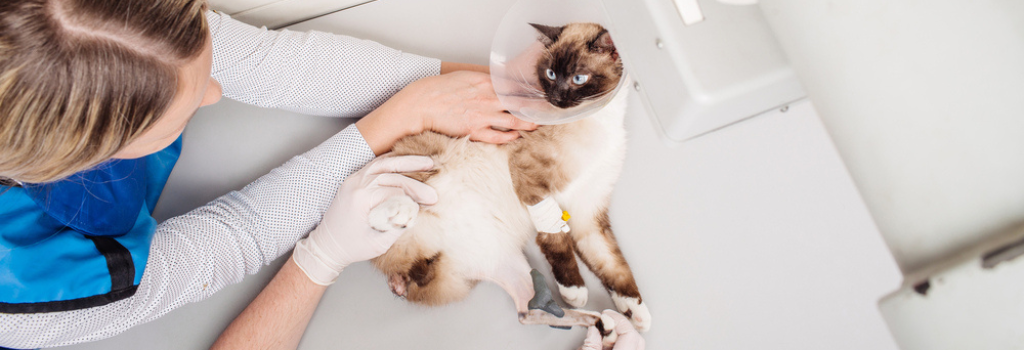 Doctor examining cat in x-ray room