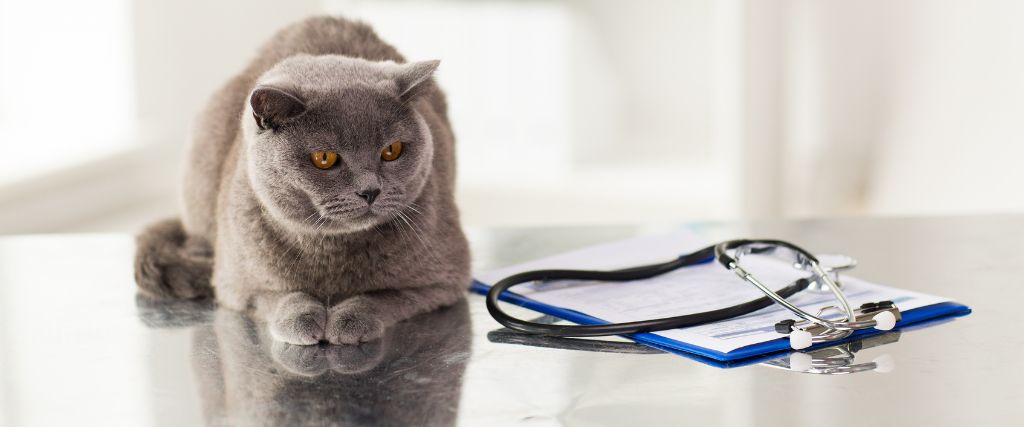 Gray cat next to stethoscope.