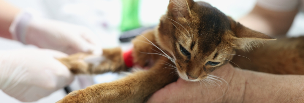 Owner holds domestic cat while veterinarian takes blood for test