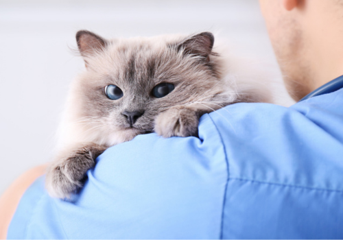 Veterinarian holding a cat in a clinic