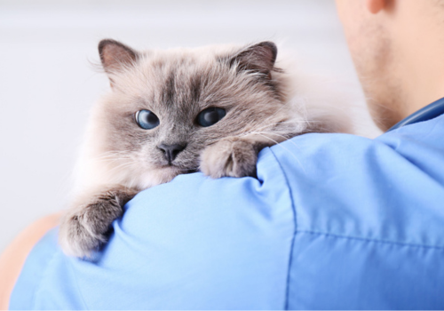 Veterinarian holding a cat in a clinic. 