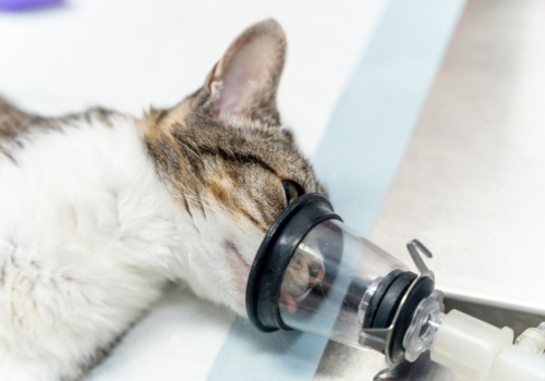 Veterinary clinic, a cat on the operating table receiving anesthesia to put him to sleep