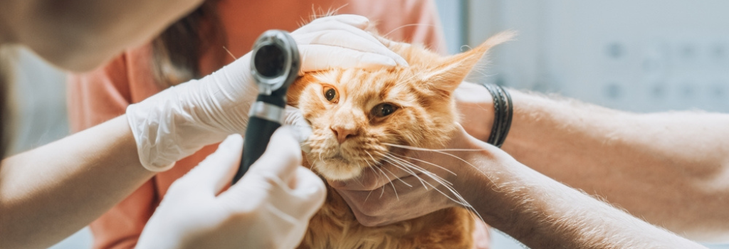 Veterinarians Examining the Eyes of a Pet Maine Coon with an Otoscope with a Flashlight