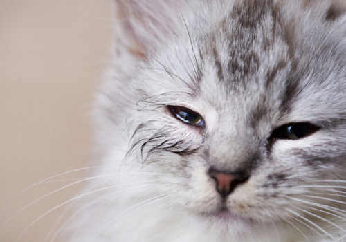 Close up of a kitten with infected eyes