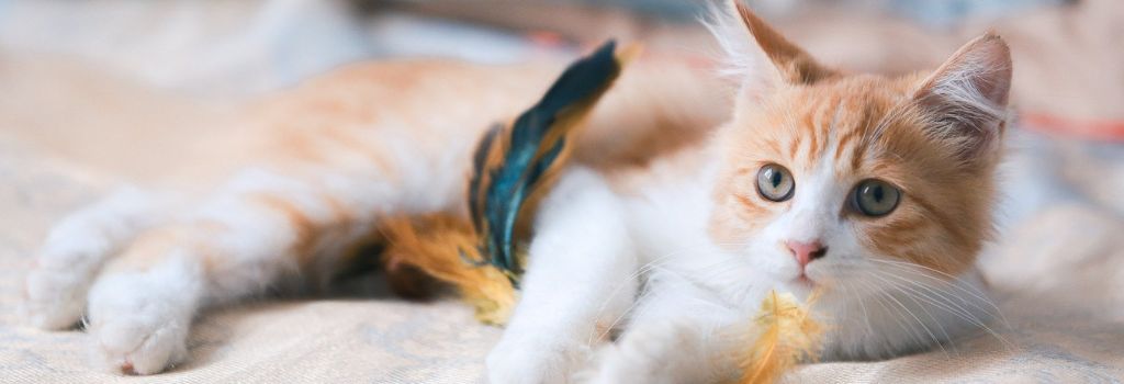 Orange kitten with feather toy