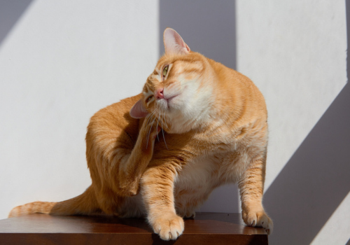 Cat itching itself with a hind leg