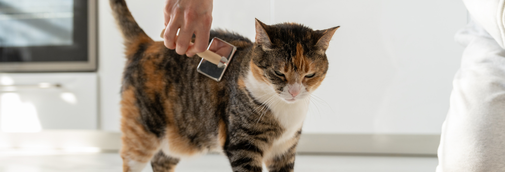 Pet owner brushing a cat
