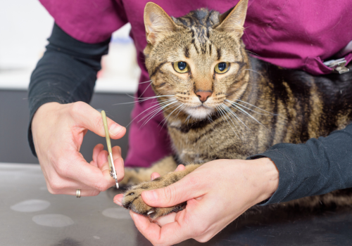 Veterinarian clipping a cat's nails