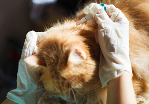 Person applies heartworm and deworming medication on the back of a cat's neck