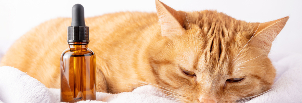 Cat sleeping next to a dropper bottle