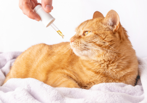 Cat inspecting a dropper of liquid