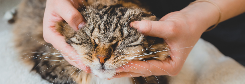 Cat receives a massage