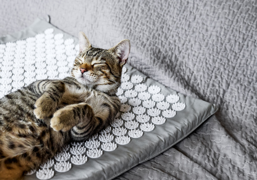 Cat relaxes on acupressure mat