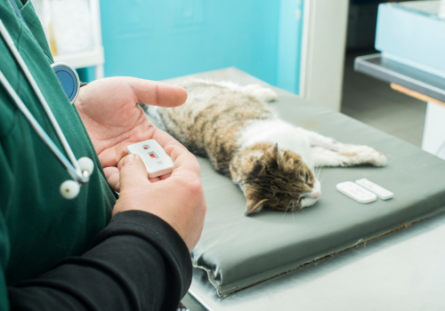Veterinarian examines cat blood test