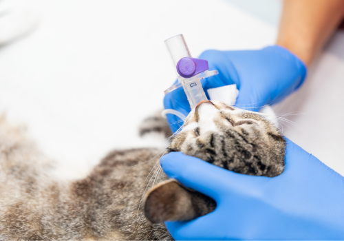 Veterinarian prepares cat with oxygen tube