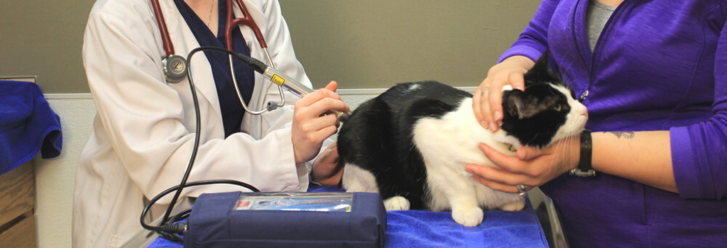 Cat receiving laser therapy treatment from two female veterinarians