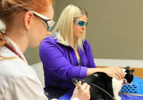 Cat receiving laser therapy treatment from two female veterinarians