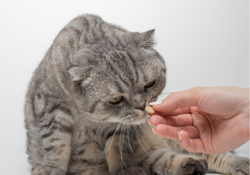 Cat inspecting a pill in a person's hand