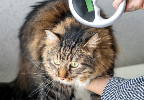 The vet checks the microchip on a cat with Microchip Scanner in a veterinary clinic