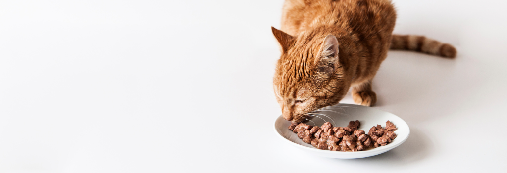 Cat eating pet food from a plate