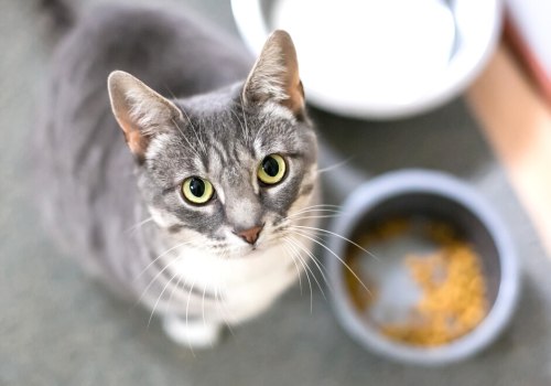 Cat looking up at pet owner waiting for food