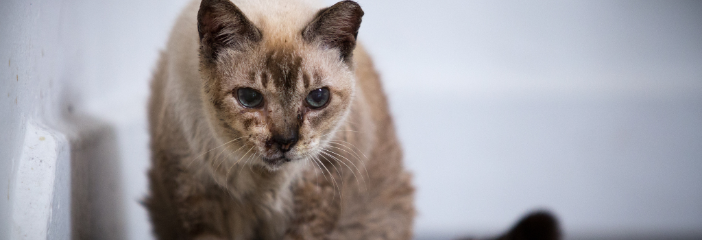 Old cat hunched over in pain