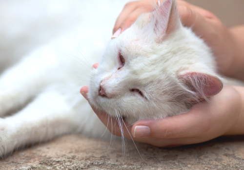 Cat in pain being cradled by human hands