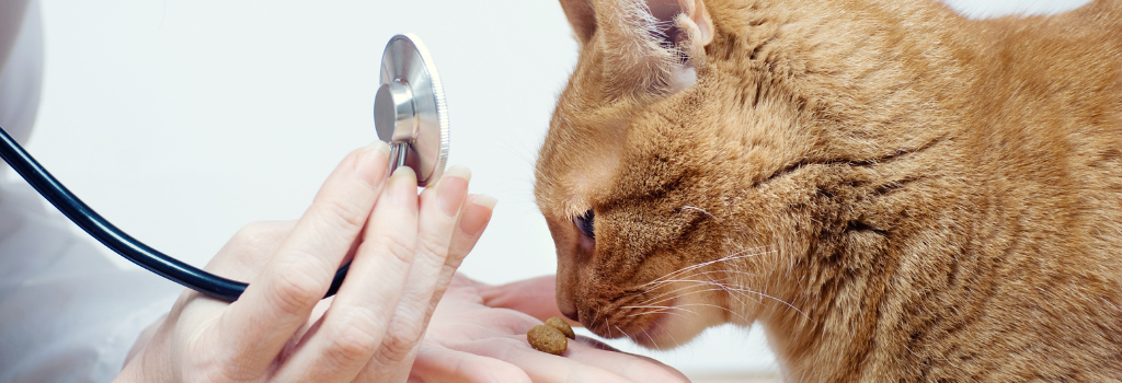 Veterinarian feeding a treat to a cat during an exam.