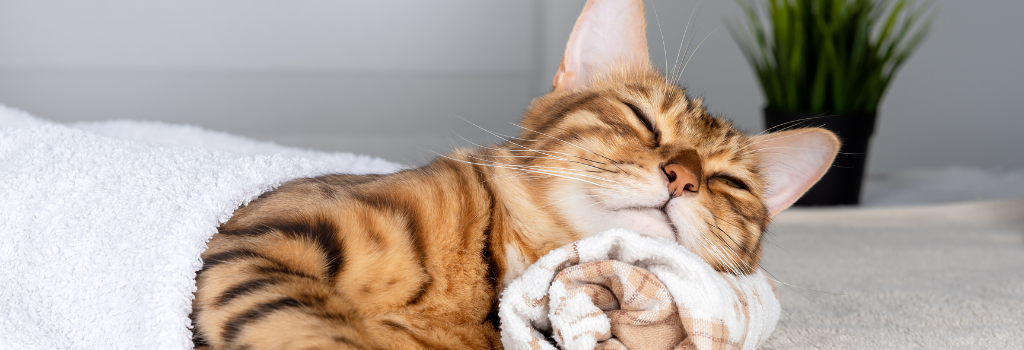 Cat relaxing after a massage.