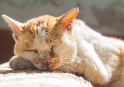 Old cat sleeping outside.