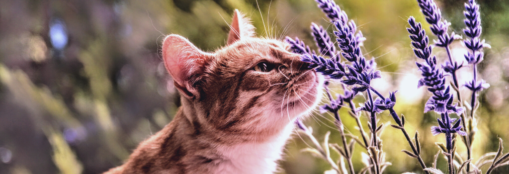 Cat smelling lavender
