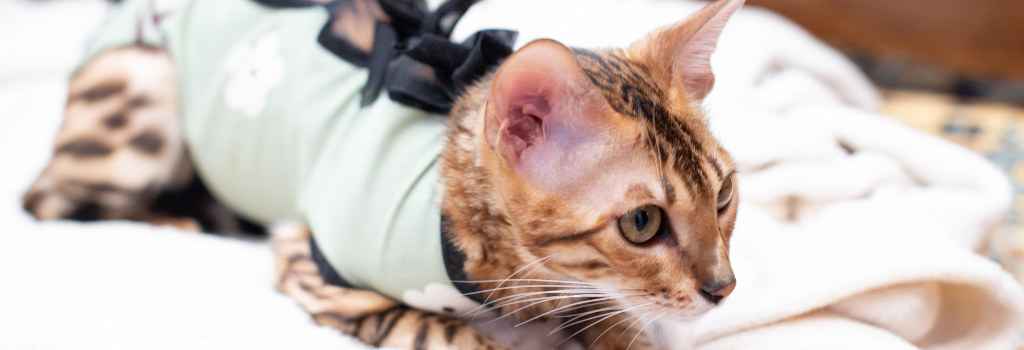 Bengal cat after sterilization in postoperative bandage