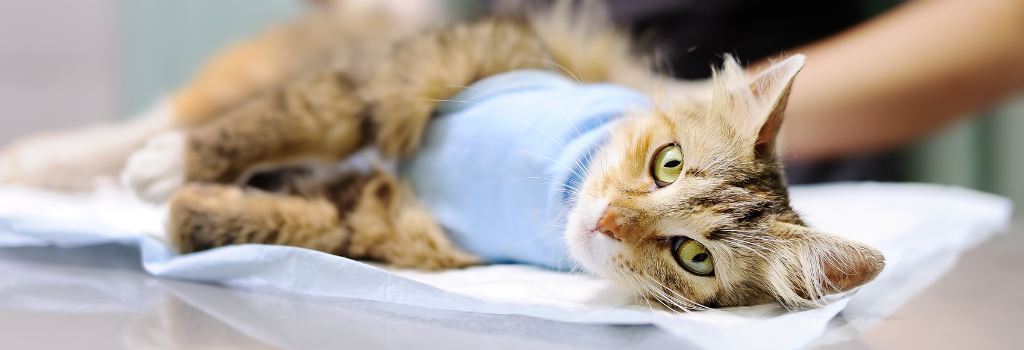 Female veterinary doctor puts the bandage on the cat after surgery