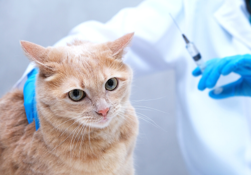 Cat held by female veterinarian for exam.