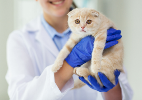 Cat held by female veterinarian for exam.