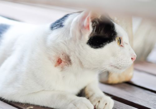 Cat with abcess on neck.