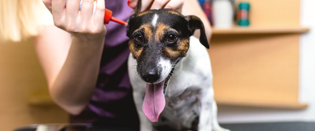 Professional groomer cleaning dog's ears at grooming salon..