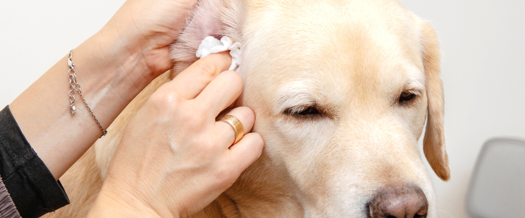 Cleaning and hygiene of the dog's ears..