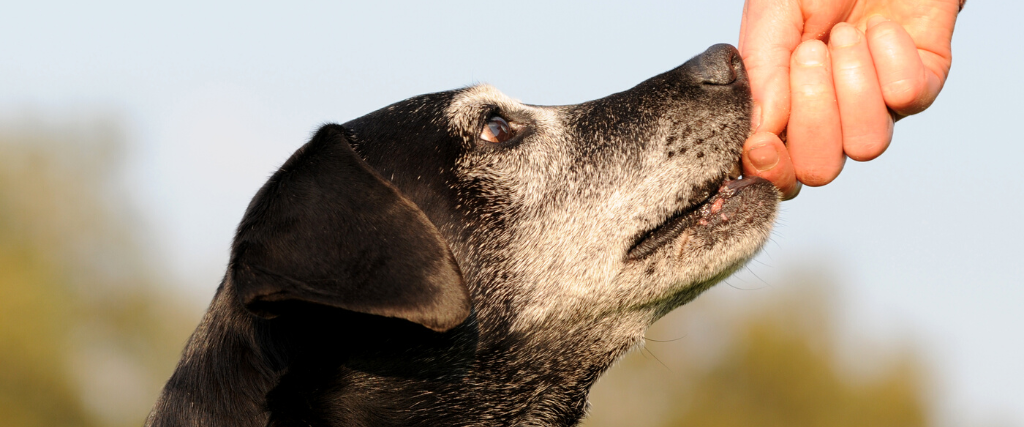 Old dog with treat