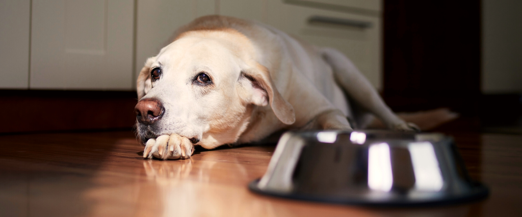 Dog with sad eyes waiting for feeding. Old labrador retriever lying near empty bowl in home kitchen.