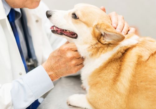 Corgi with veterinarian at animal hospital