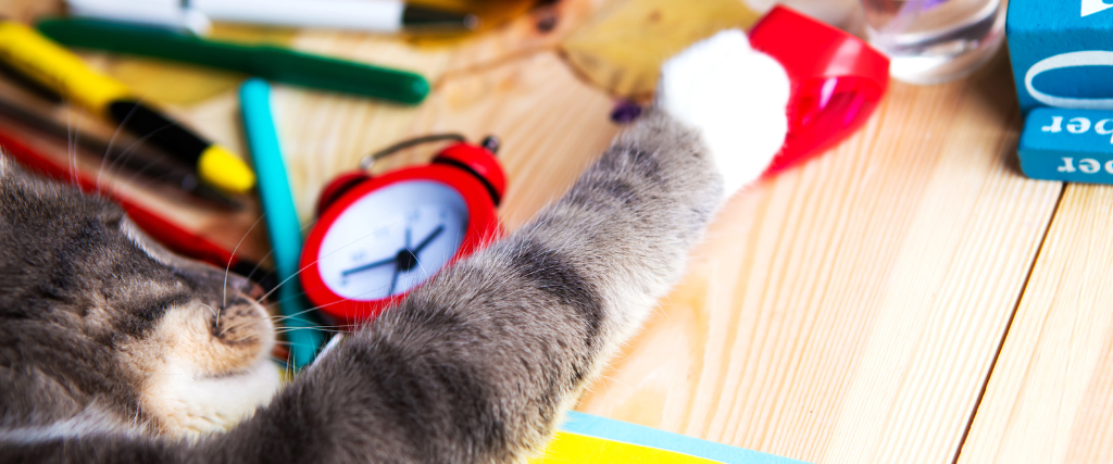 Grey cat and school supplies