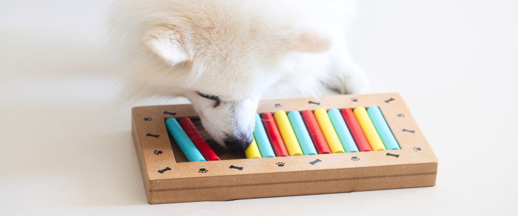 3 Tips to Help Your Dog Beat Back-to-School Boredom - Animal Hospital at  Grayhawk