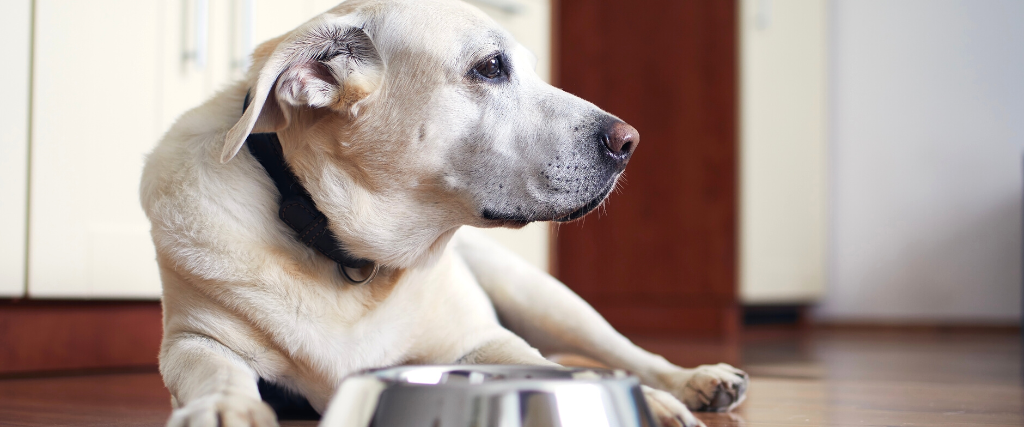 Dog waiting for food