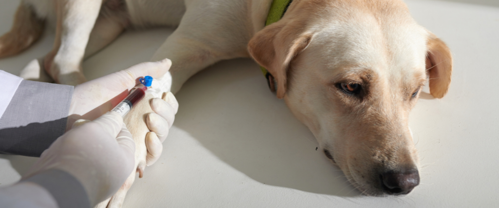 Dog getting blood drawn